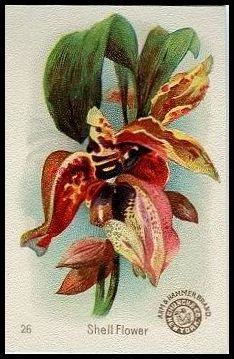 J16 26 Orchid, Shell Flower.jpg